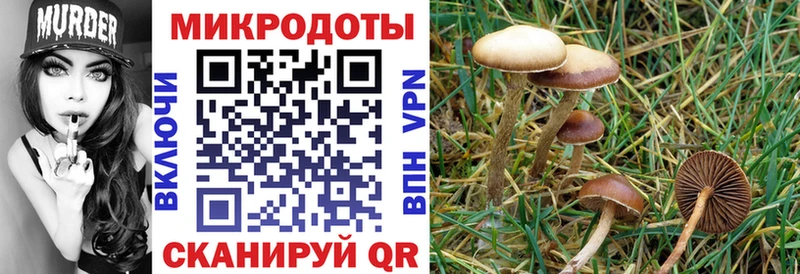 Галлюциногенные грибы Psilocybe Котлас